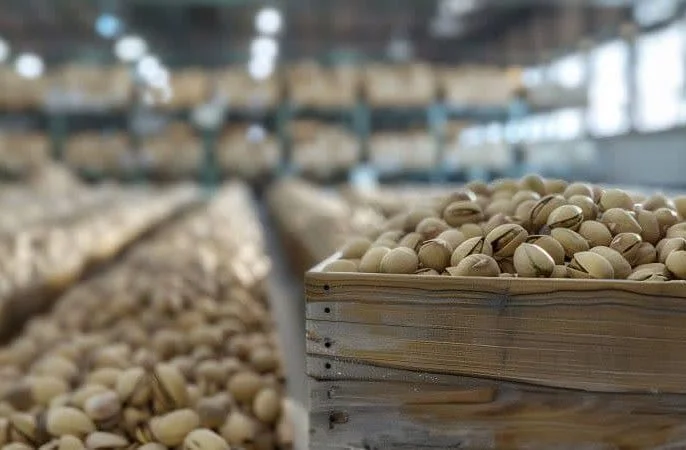 افزایش صادرات شرکت پسته خندان